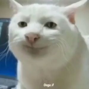 Meet your Posher, Meredith